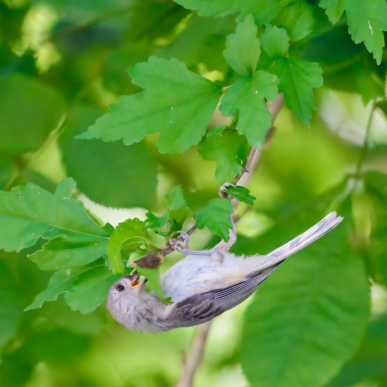 Tufted titmouse riley's lock 7.2.24 DSC by iwolfartist i licensed under CC BY 2.0.